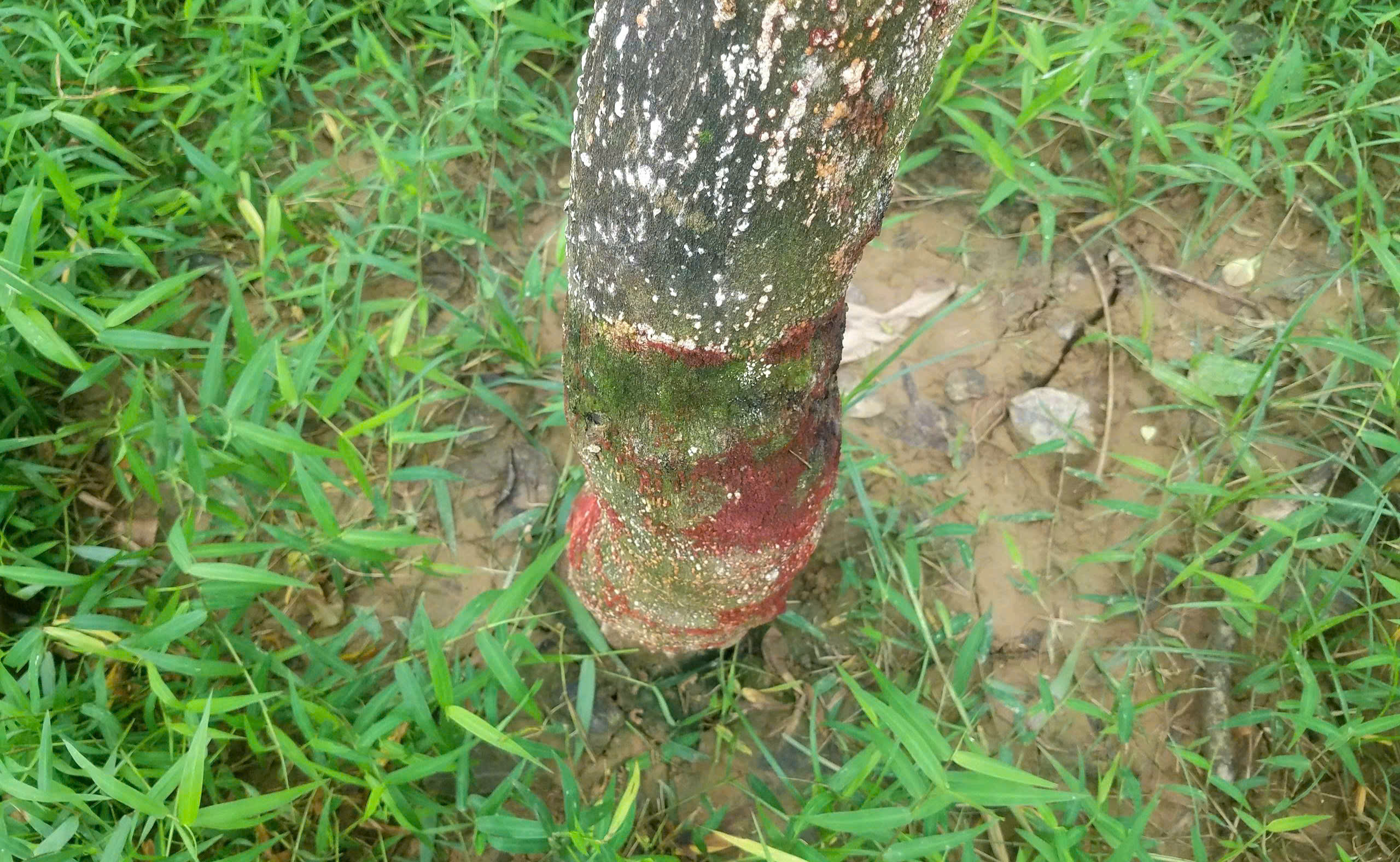 Xác xơ những khu vườn trồng đặc sản 'tiến vua' ở Huế sau lũ- Ảnh 5.