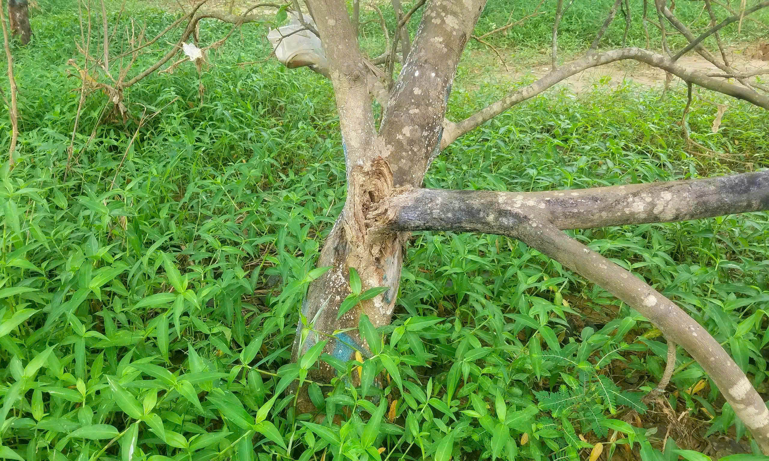 Xác xơ những khu vườn trồng đặc sản 'tiến vua' ở Huế sau lũ- Ảnh 4.