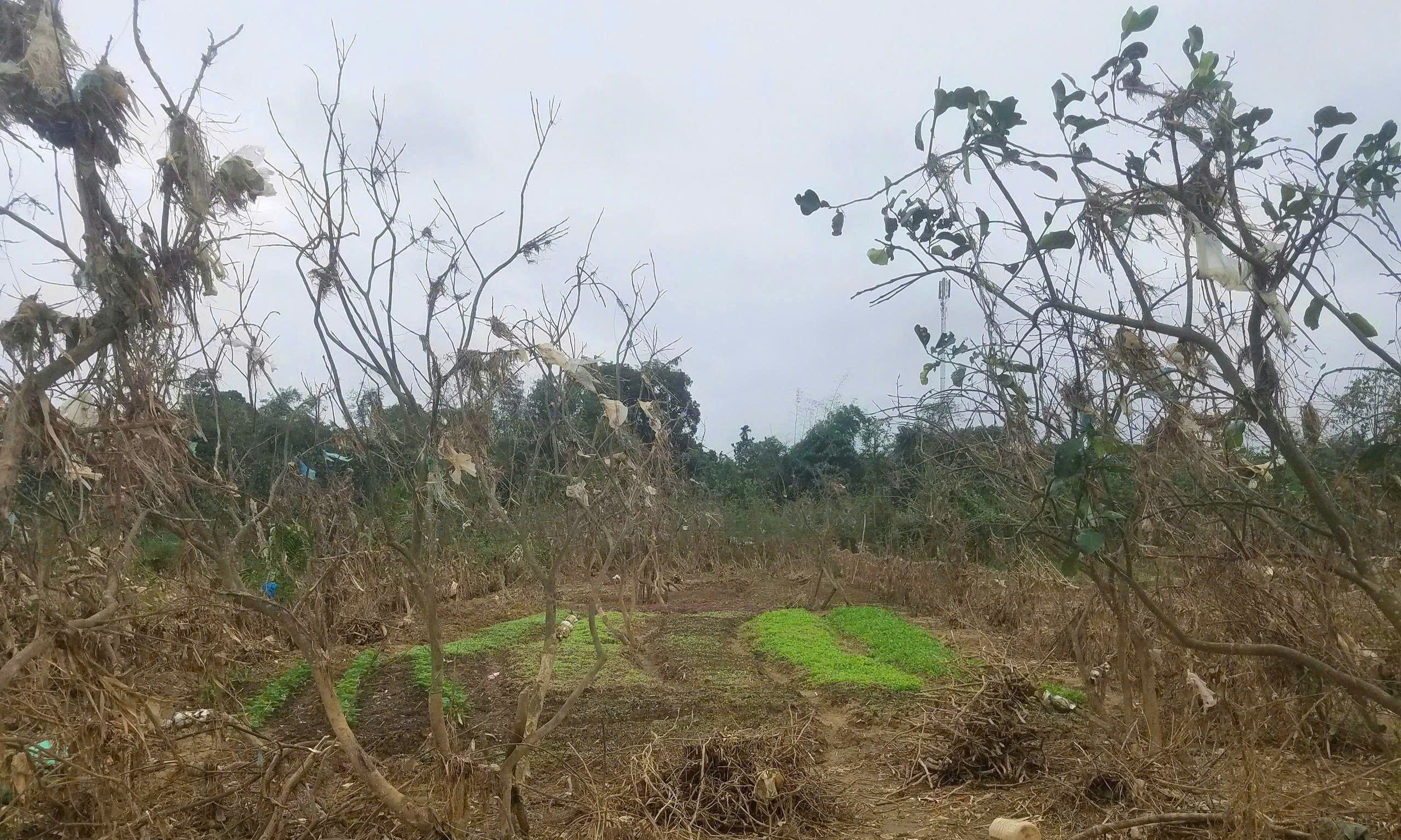 Xác xơ những khu vườn trồng đặc sản 'tiến vua' ở Huế sau lũ- Ảnh 9.