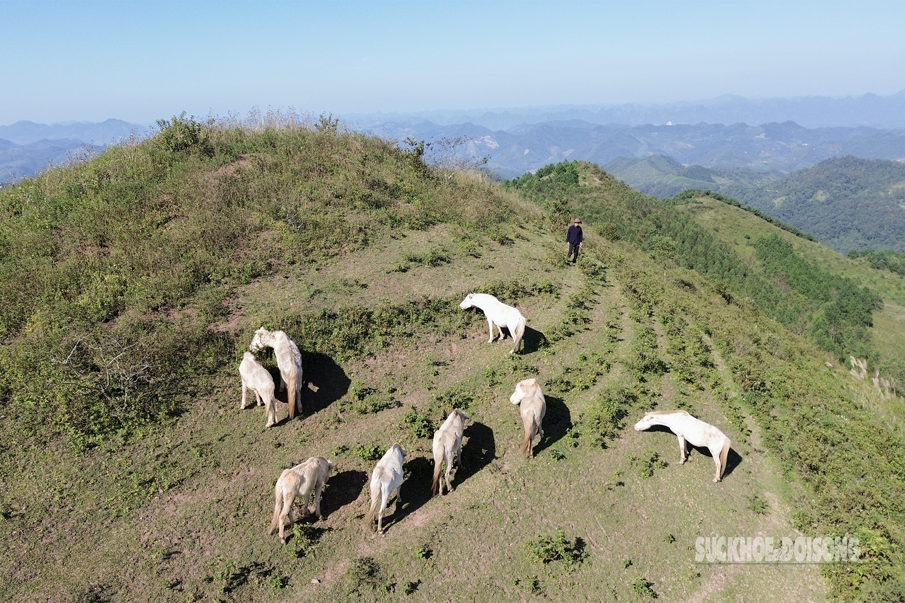 Loài ngựa quý hiếm được ví như 'vàng trắng' giúp người dân xứ Lạng đổi đời, xây nhà mua xe- Ảnh 8. Loài ngựa quý hiếm được ví như 'vàng trắng' giúp người dân xứ Lạng đổi đời, xây nhà mua xe- Ảnh 8.