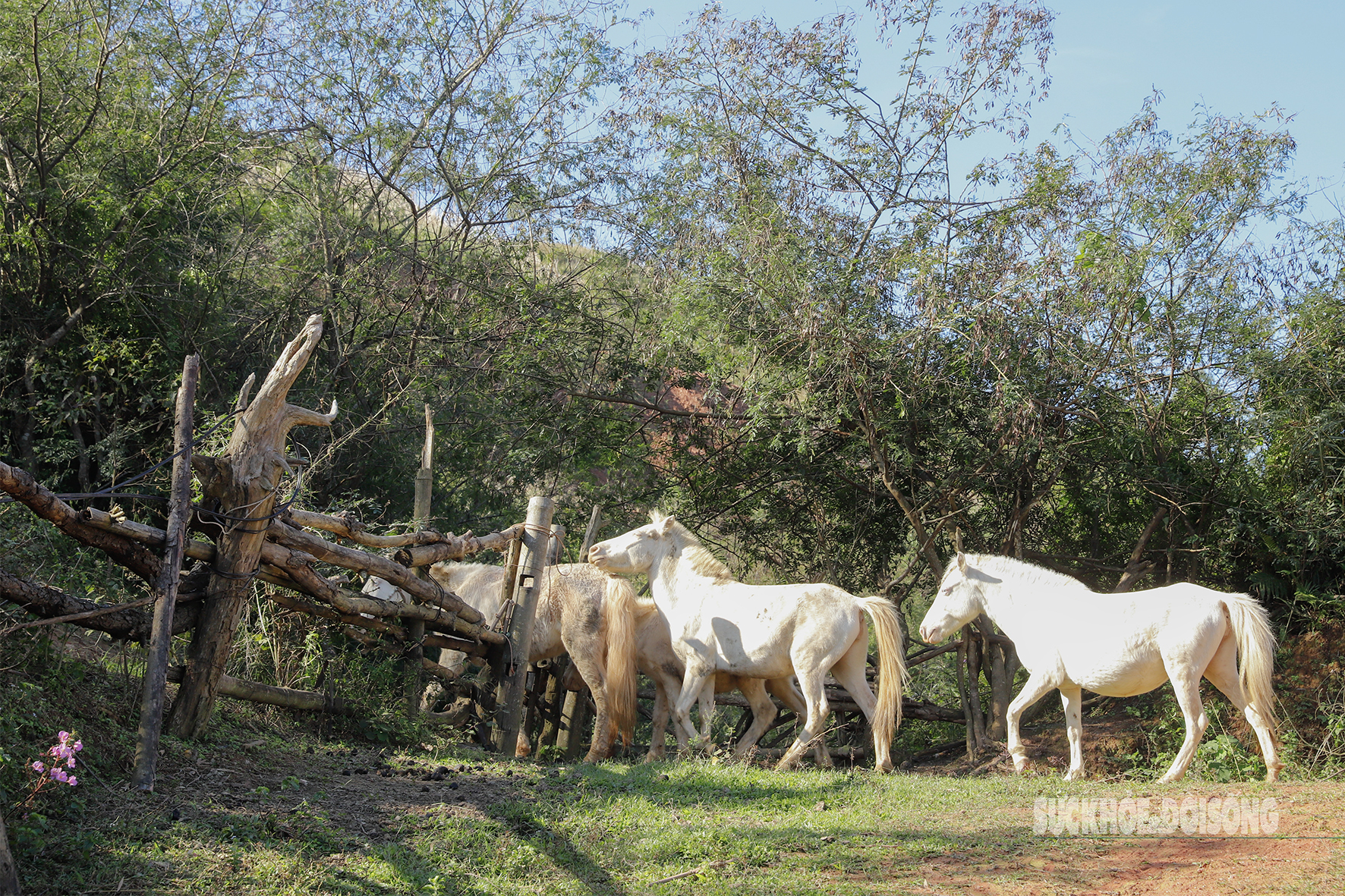 Loài ngựa quý hiếm được ví như 'vàng trắng' giúp người dân xứ Lạng đổi đời, xây nhà mua xe- Ảnh 1. Loài ngựa quý hiếm được ví như 'vàng trắng' giúp người dân xứ Lạng đổi đời, xây nhà mua xe- Ảnh 1.