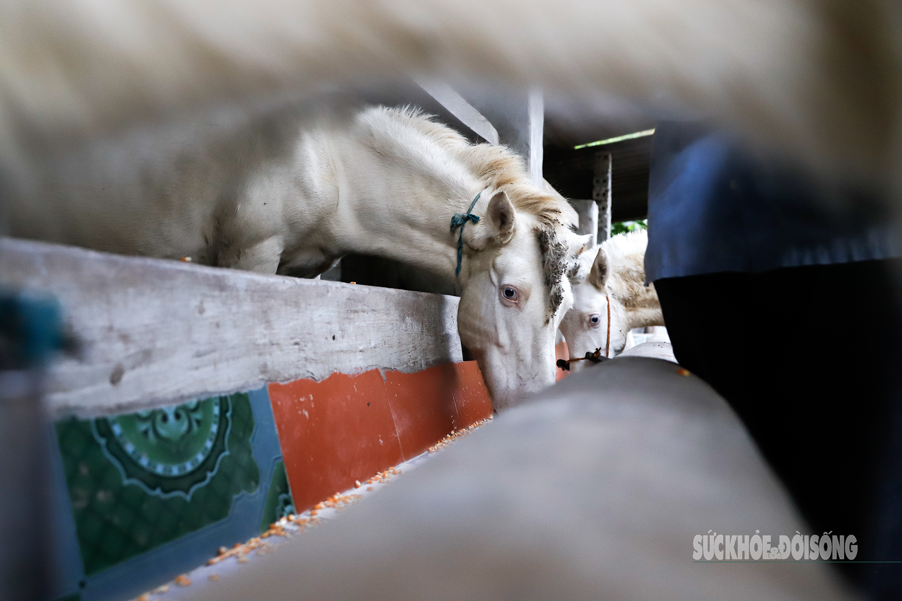 Loài ngựa quý hiếm được ví như 'vàng trắng' giúp người dân xứ Lạng đổi đời, xây nhà mua xe- Ảnh 6. Loài ngựa quý hiếm được ví như 'vàng trắng' giúp người dân xứ Lạng đổi đời, xây nhà mua xe- Ảnh 6.