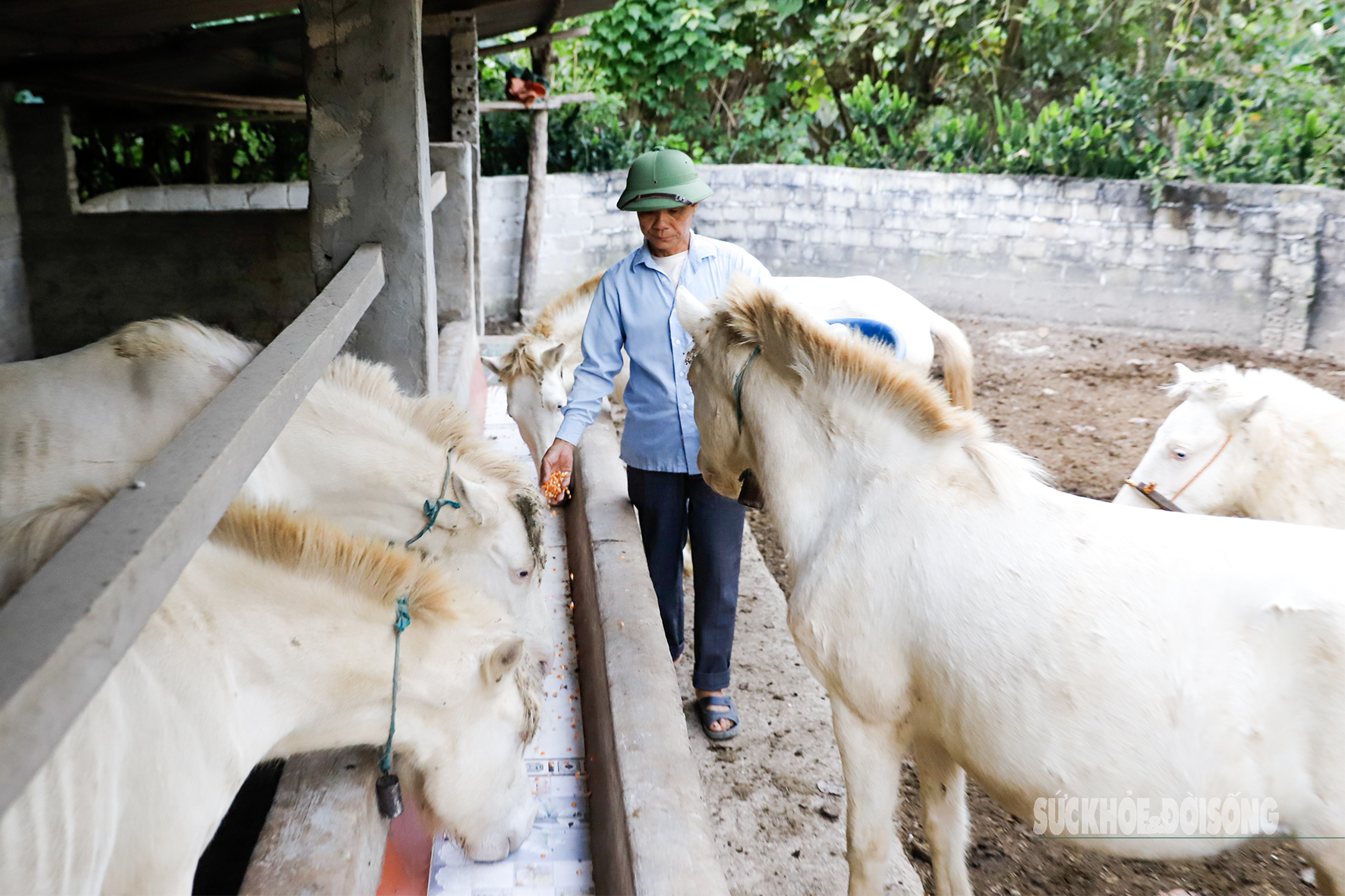 Loài ngựa quý hiếm được ví như 'vàng trắng' giúp người dân xứ Lạng đổi đời, xây nhà mua xe- Ảnh 7. Loài ngựa quý hiếm được ví như 'vàng trắng' giúp người dân xứ Lạng đổi đời, xây nhà mua xe- Ảnh 7.