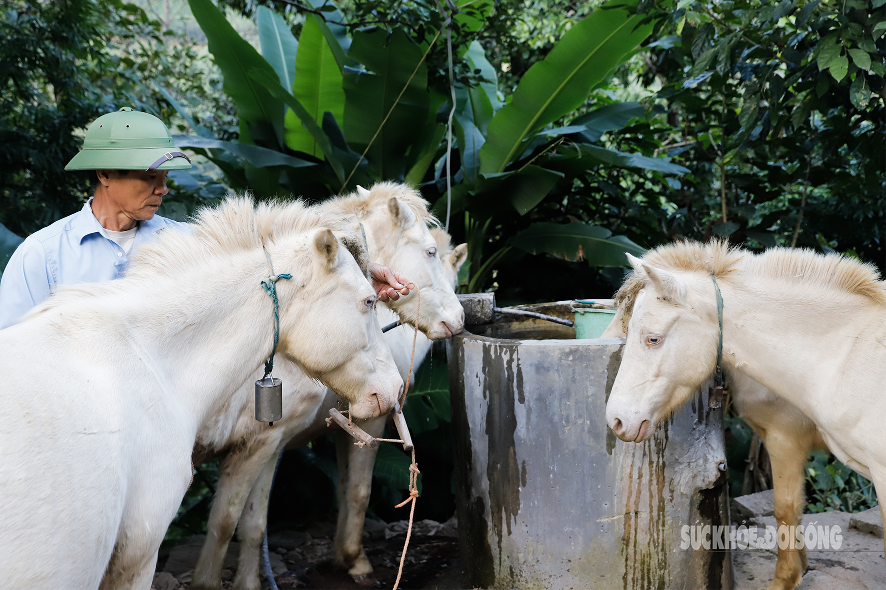 Loài ngựa quý hiếm được ví như 'vàng trắng' giúp người dân xứ Lạng đổi đời, xây nhà mua xe- Ảnh 5. Loài ngựa quý hiếm được ví như 'vàng trắng' giúp người dân xứ Lạng đổi đời, xây nhà mua xe- Ảnh 5.