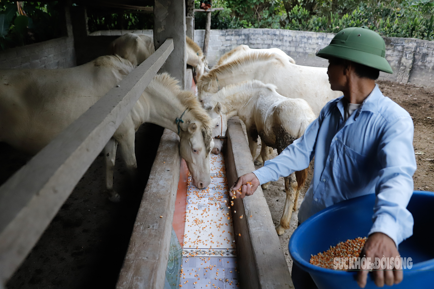 Loài ngựa quý hiếm được ví như 'vàng trắng' giúp người dân xứ Lạng đổi đời, xây nhà mua xe- Ảnh 3. Loài ngựa quý hiếm được ví như 'vàng trắng' giúp người dân xứ Lạng đổi đời, xây nhà mua xe- Ảnh 3.