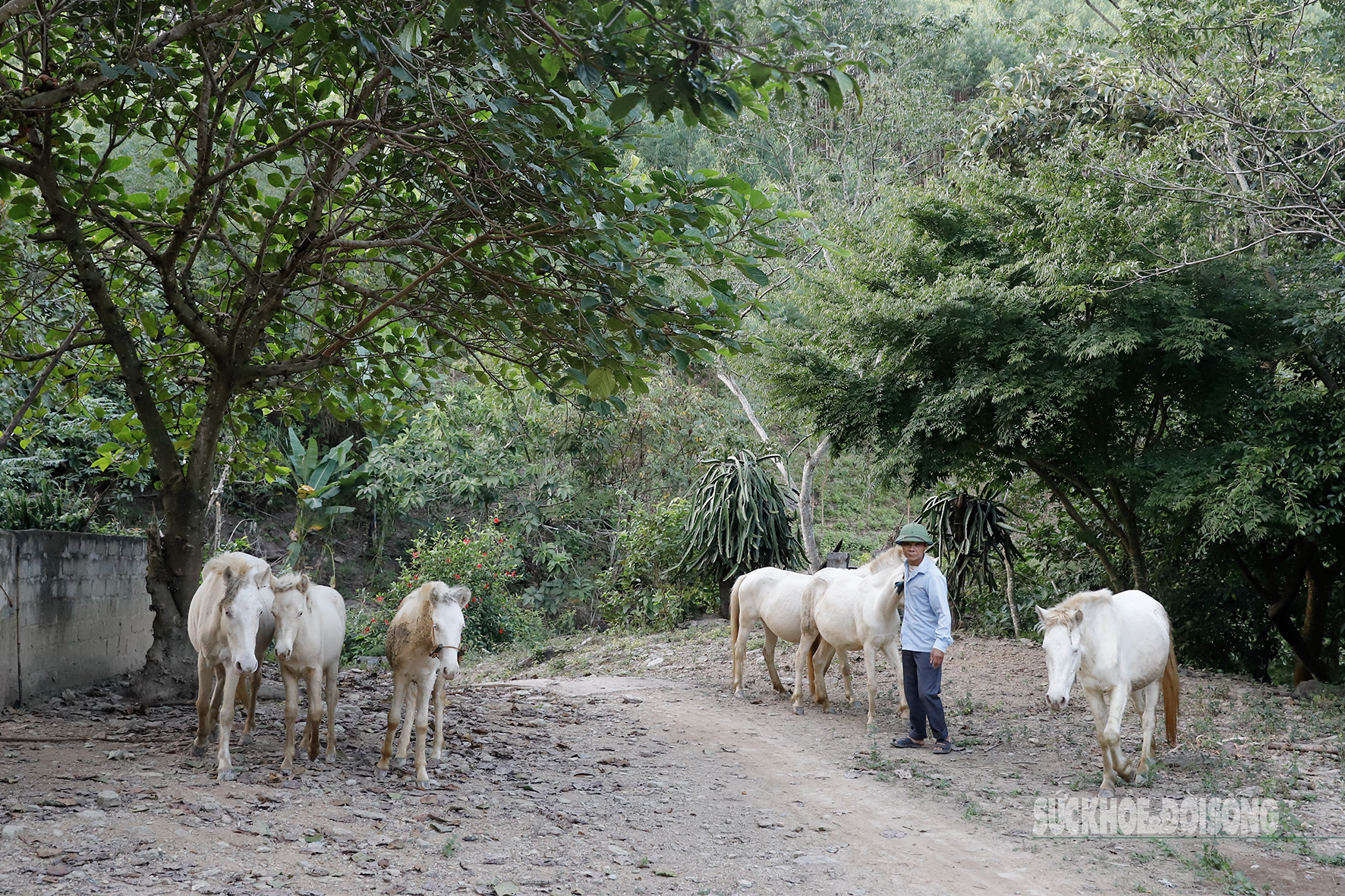 Loài ngựa quý hiếm được ví như 'vàng trắng' giúp người dân xứ Lạng đổi đời, xây nhà mua xe- Ảnh 4. Loài ngựa quý hiếm được ví như 'vàng trắng' giúp người dân xứ Lạng đổi đời, xây nhà mua xe- Ảnh 4.