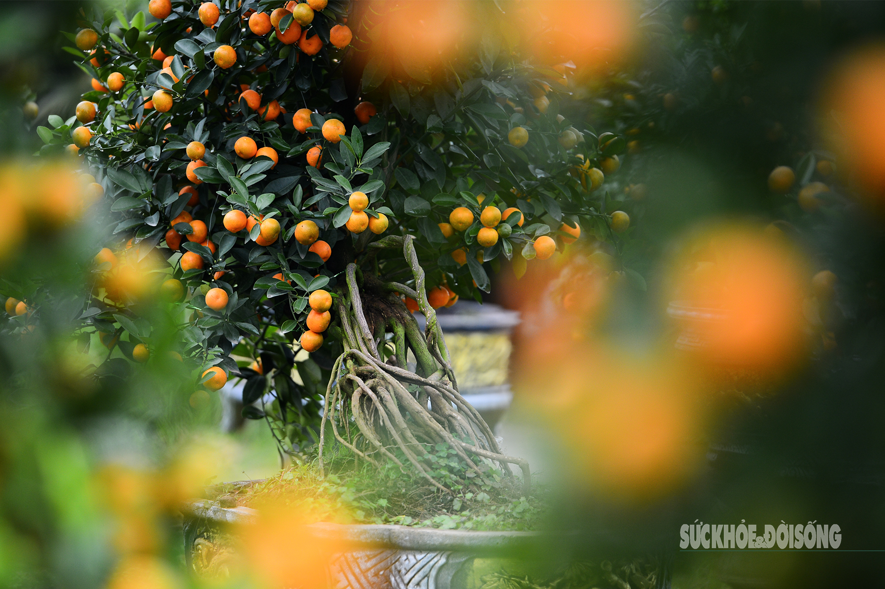 Độc lạ quất mộc căn tạo dáng ngựa- Ảnh 3. Độc lạ quất mộc căn tạo dáng ngựa- Ảnh 3.