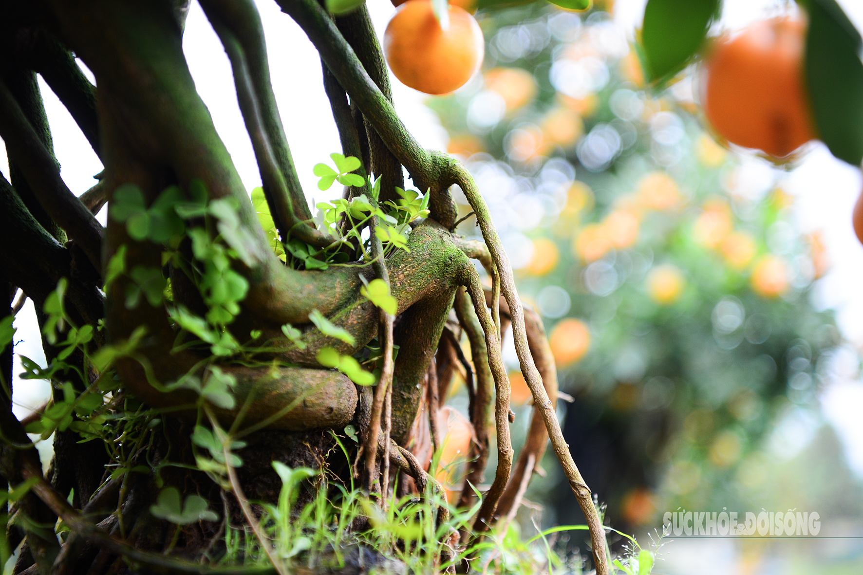 Độc lạ quất mộc căn tạo dáng ngựa- Ảnh 4. Độc lạ quất mộc căn tạo dáng ngựa- Ảnh 4.