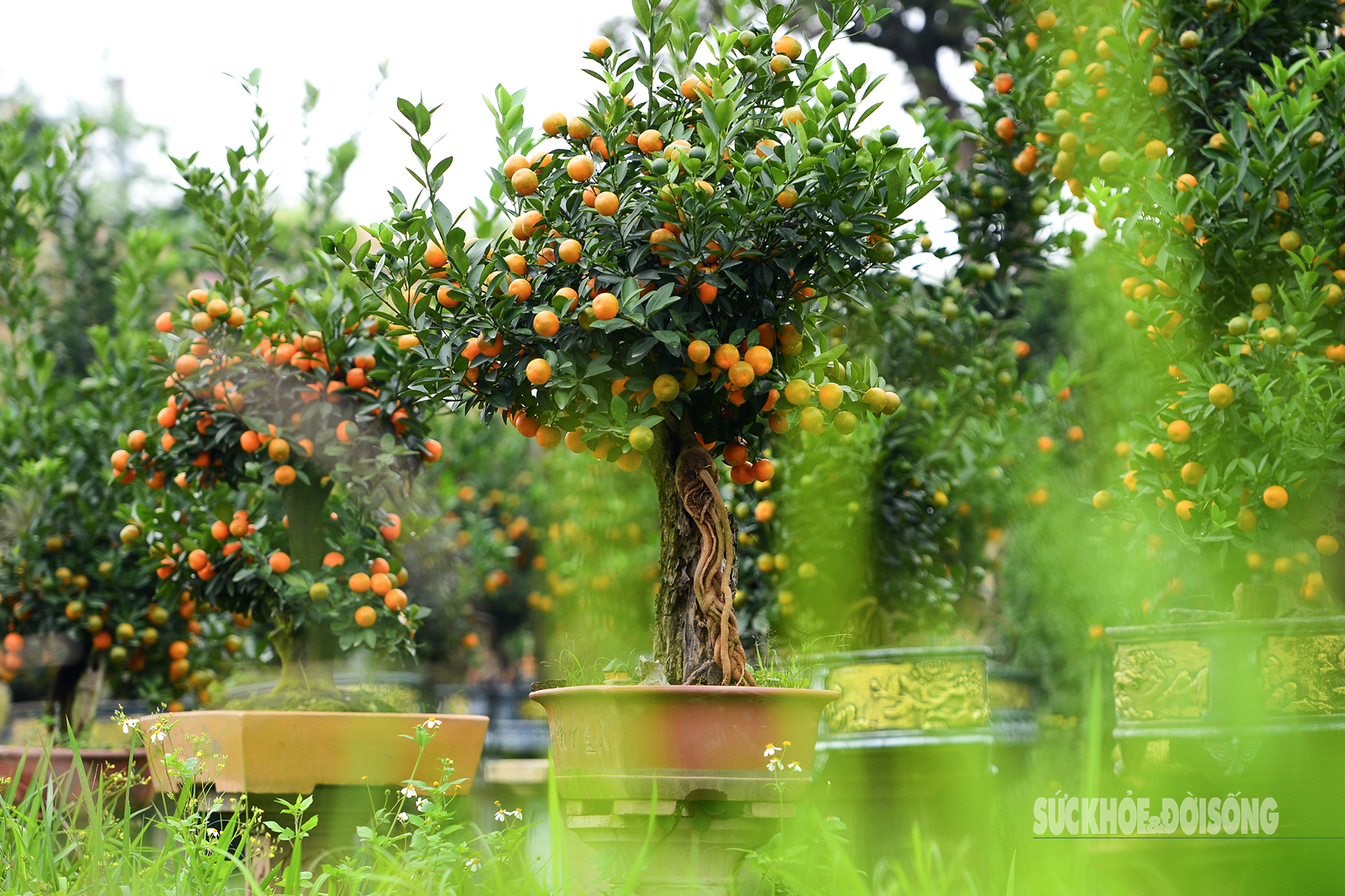 Độc lạ quất mộc căn tạo dáng ngựa- Ảnh 1. Độc lạ quất mộc căn tạo dáng ngựa- Ảnh 1.