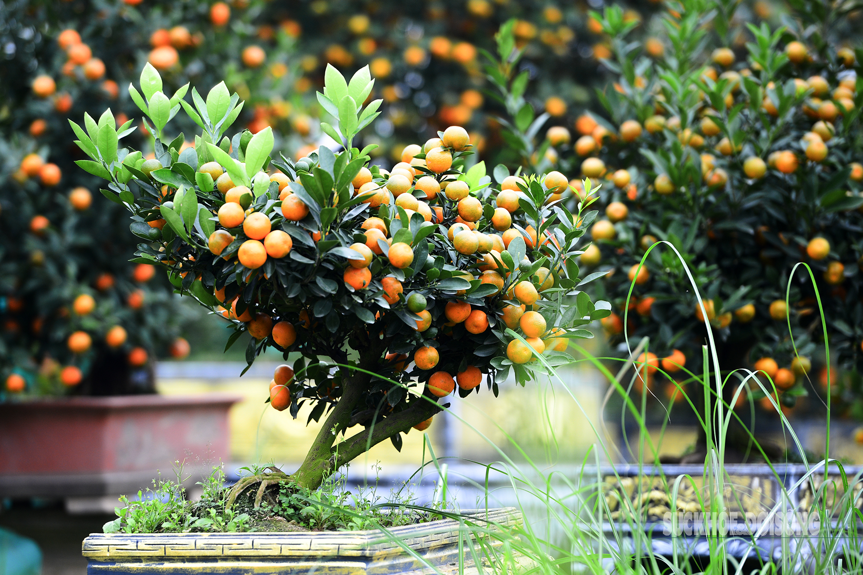 Độc lạ quất mộc căn tạo dáng ngựa- Ảnh 8. Độc lạ quất mộc căn tạo dáng ngựa- Ảnh 8.