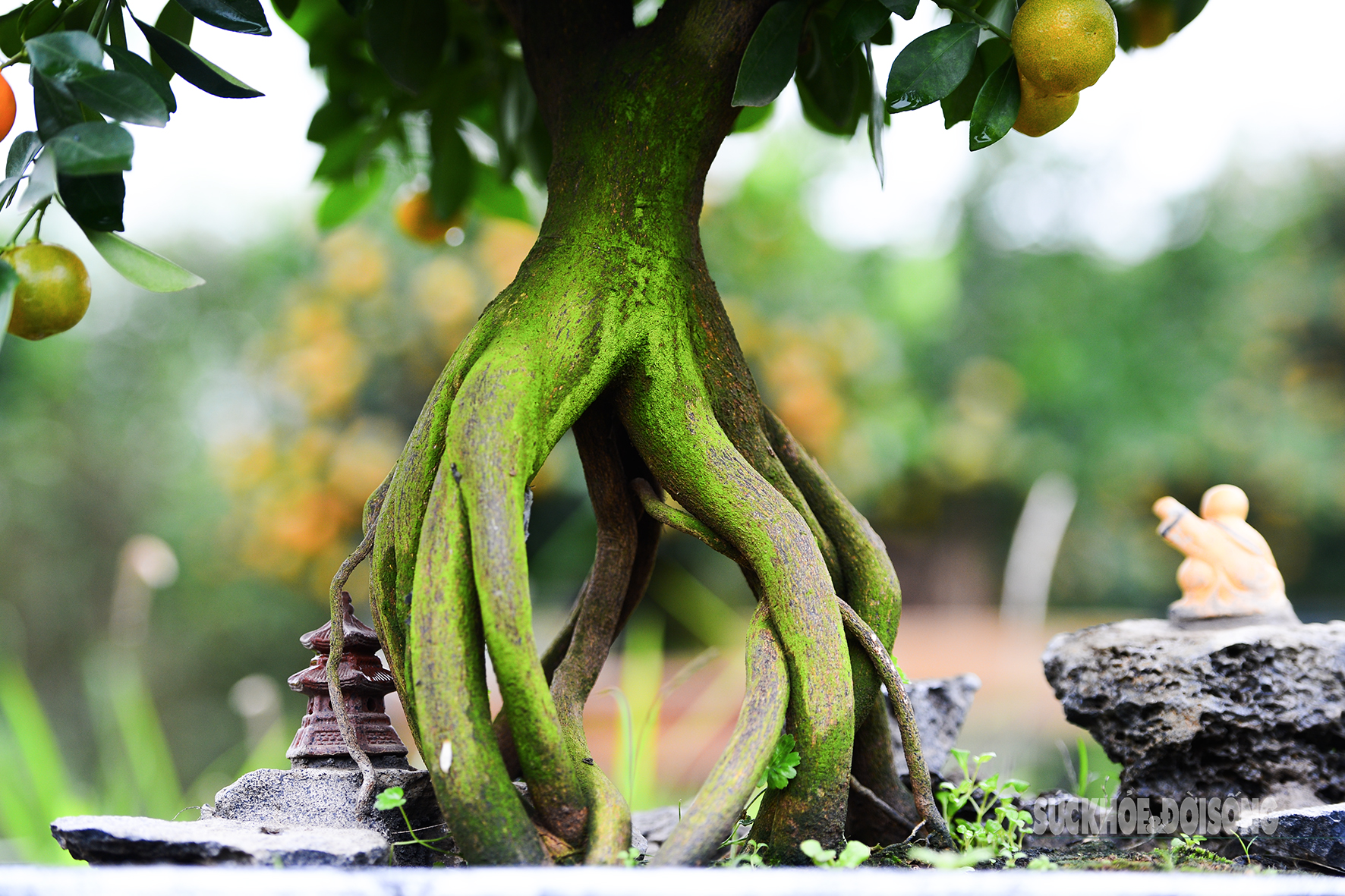 Độc lạ quất mộc căn tạo dáng ngựa- Ảnh 5. Độc lạ quất mộc căn tạo dáng ngựa- Ảnh 5.