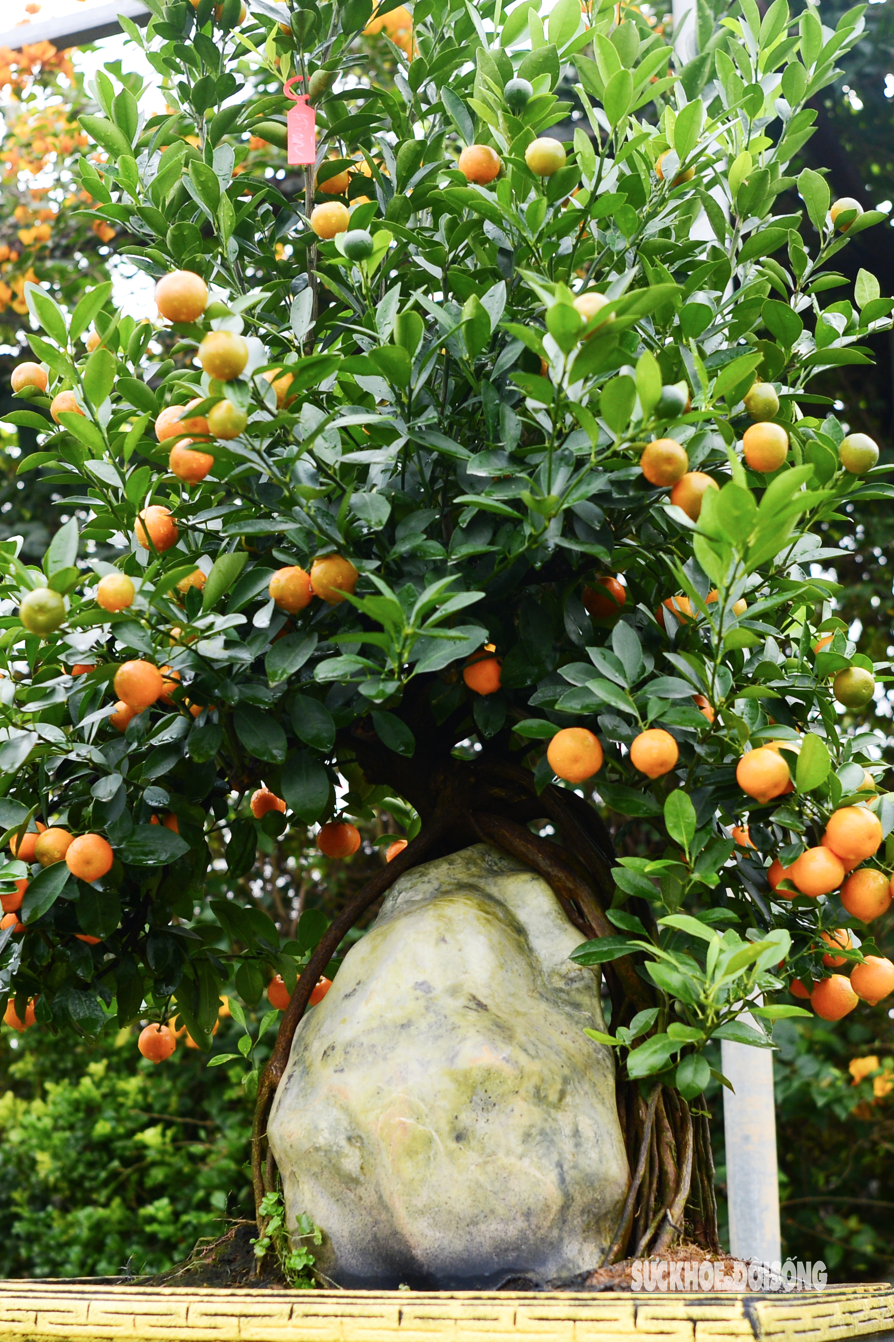 Độc lạ quất mộc căn tạo dáng ngựa- Ảnh 6. Độc lạ quất mộc căn tạo dáng ngựa- Ảnh 6.