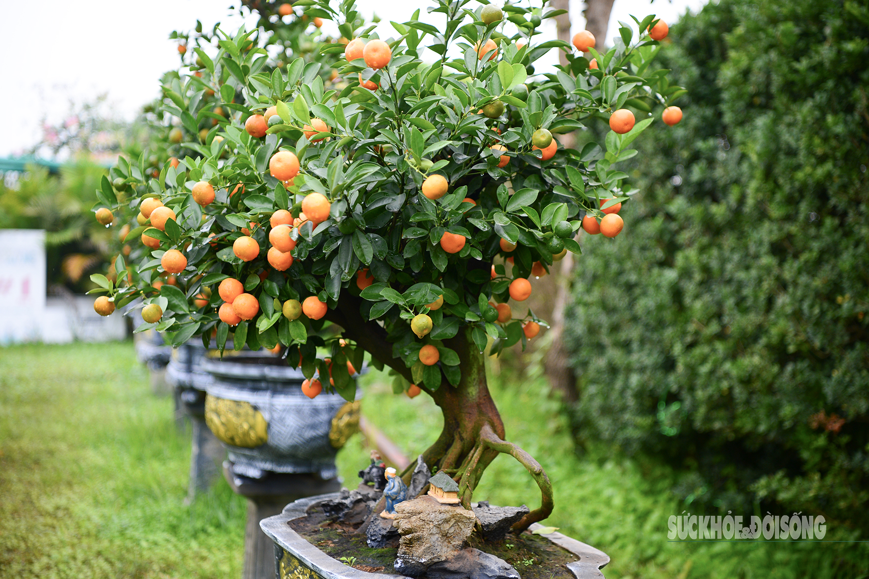 Độc lạ quất mộc căn tạo dáng ngựa- Ảnh 2. Độc lạ quất mộc căn tạo dáng ngựa- Ảnh 2.