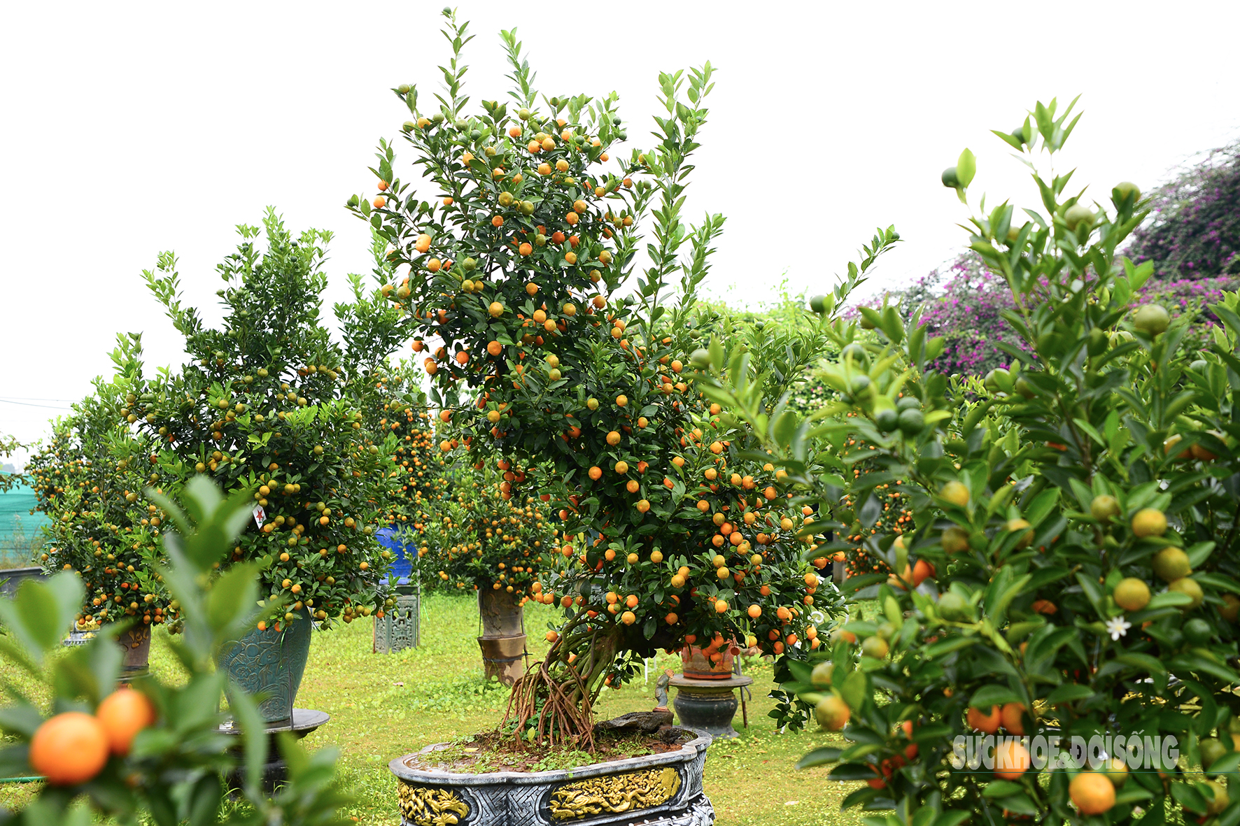 Độc lạ quất mộc căn tạo dáng ngựa- Ảnh 10. Độc lạ quất mộc căn tạo dáng ngựa- Ảnh 10.