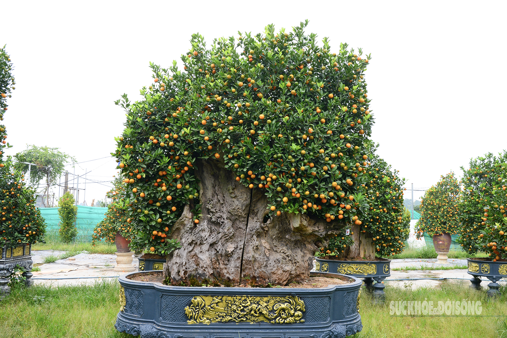 Độc lạ quất mộc căn tạo dáng ngựa- Ảnh 12. Độc lạ quất mộc căn tạo dáng ngựa- Ảnh 12.