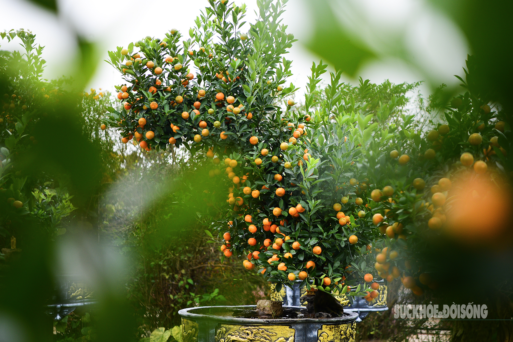 Độc lạ quất mộc căn tạo dáng ngựa- Ảnh 11. Độc lạ quất mộc căn tạo dáng ngựa- Ảnh 11.