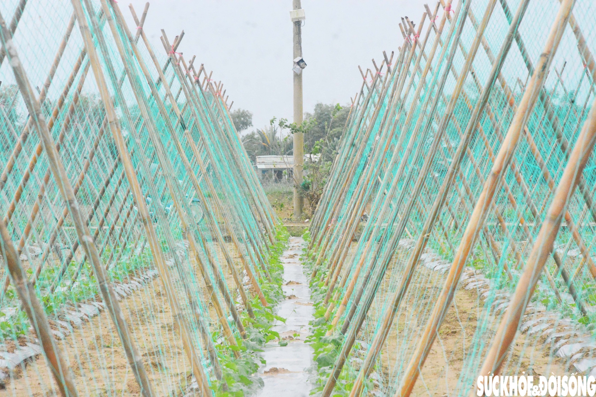 Đánh cược với thời tiết, vùng rau lớn nhất Đà Nẵng hối hả xuống giống vụ Tết- Ảnh 2.