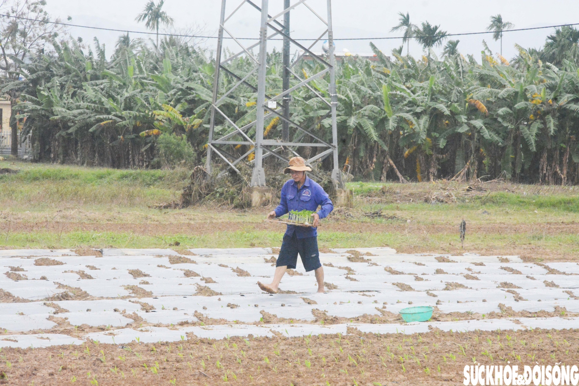 Đánh cược với thời tiết, vùng rau lớn nhất Đà Nẵng hối hả xuống giống vụ Tết- Ảnh 4.