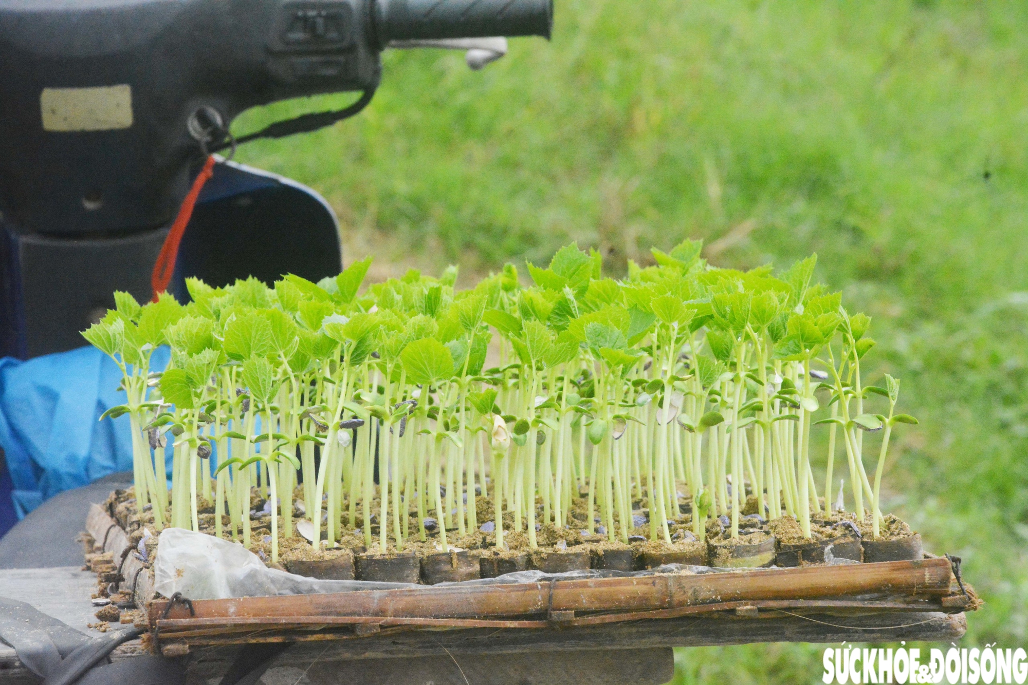 Đánh cược với thời tiết, vùng rau lớn nhất Đà Nẵng hối hả xuống giống vụ Tết- Ảnh 5.