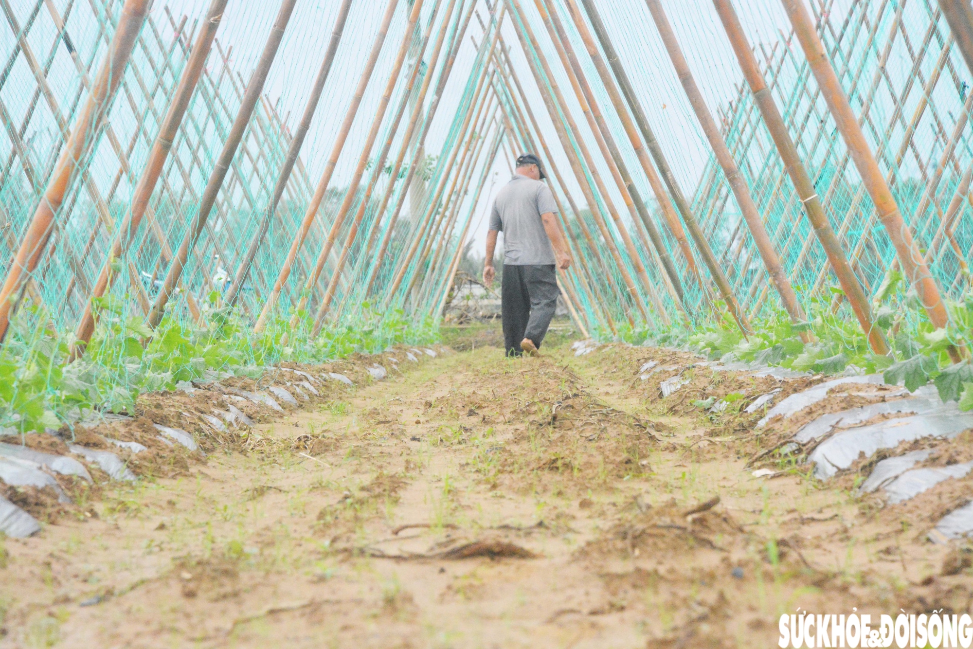 Đánh cược với thời tiết, vùng rau lớn nhất Đà Nẵng hối hả xuống giống vụ Tết- Ảnh 9.