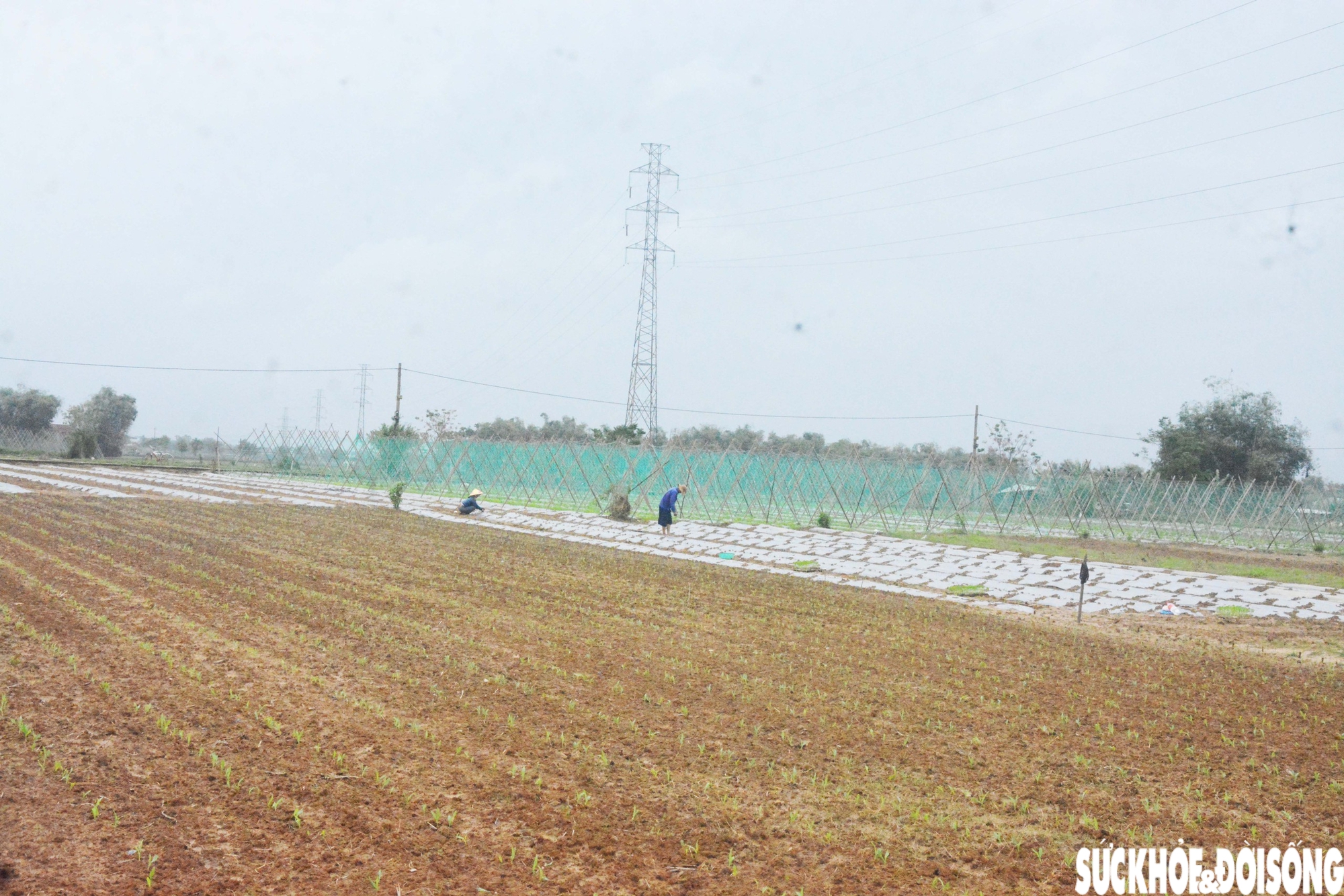 Đánh cược với thời tiết, vùng rau lớn nhất Đà Nẵng hối hả xuống giống vụ Tết- Ảnh 10.