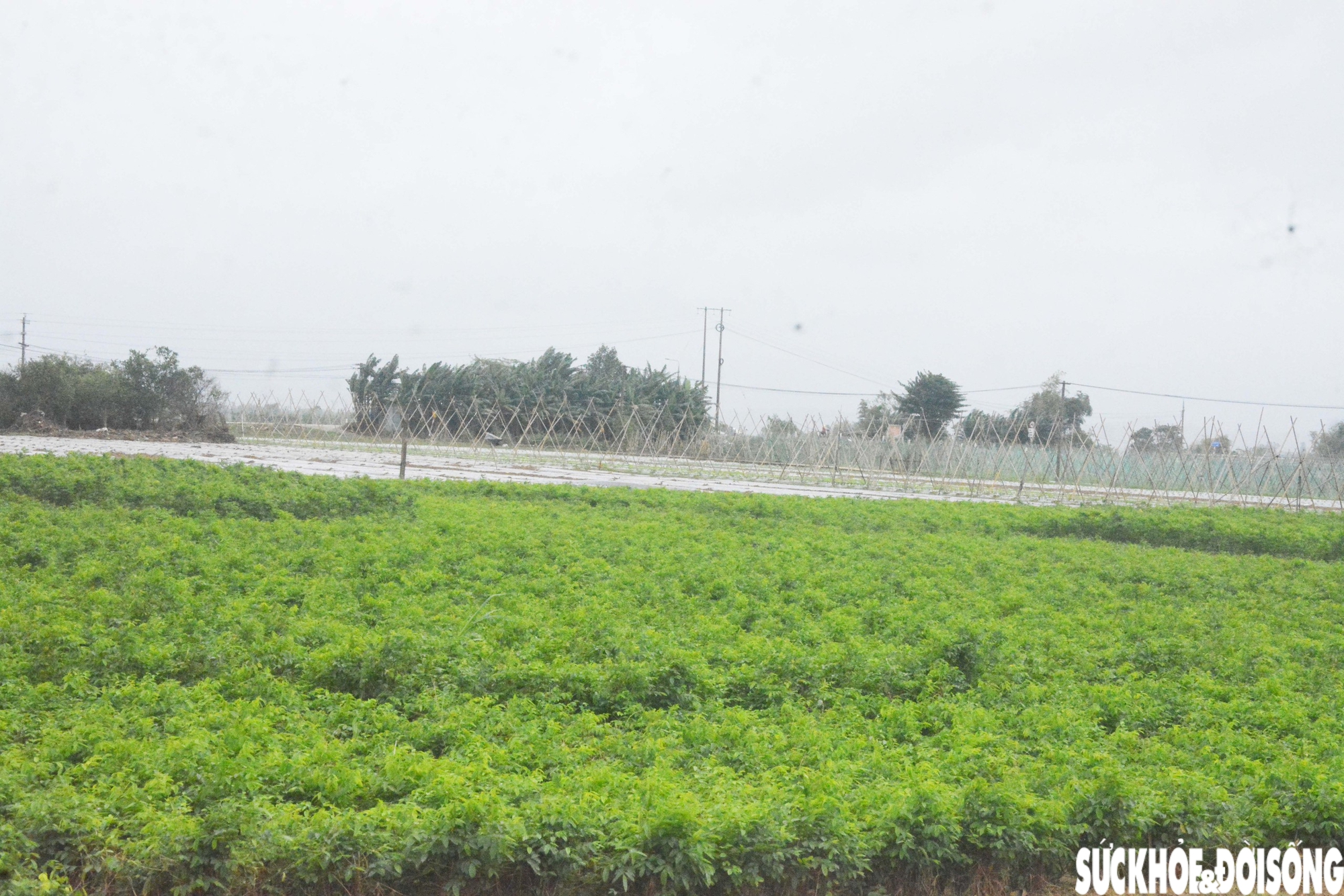 Đánh cược với thời tiết, vùng rau lớn nhất Đà Nẵng hối hả xuống giống vụ Tết- Ảnh 11.