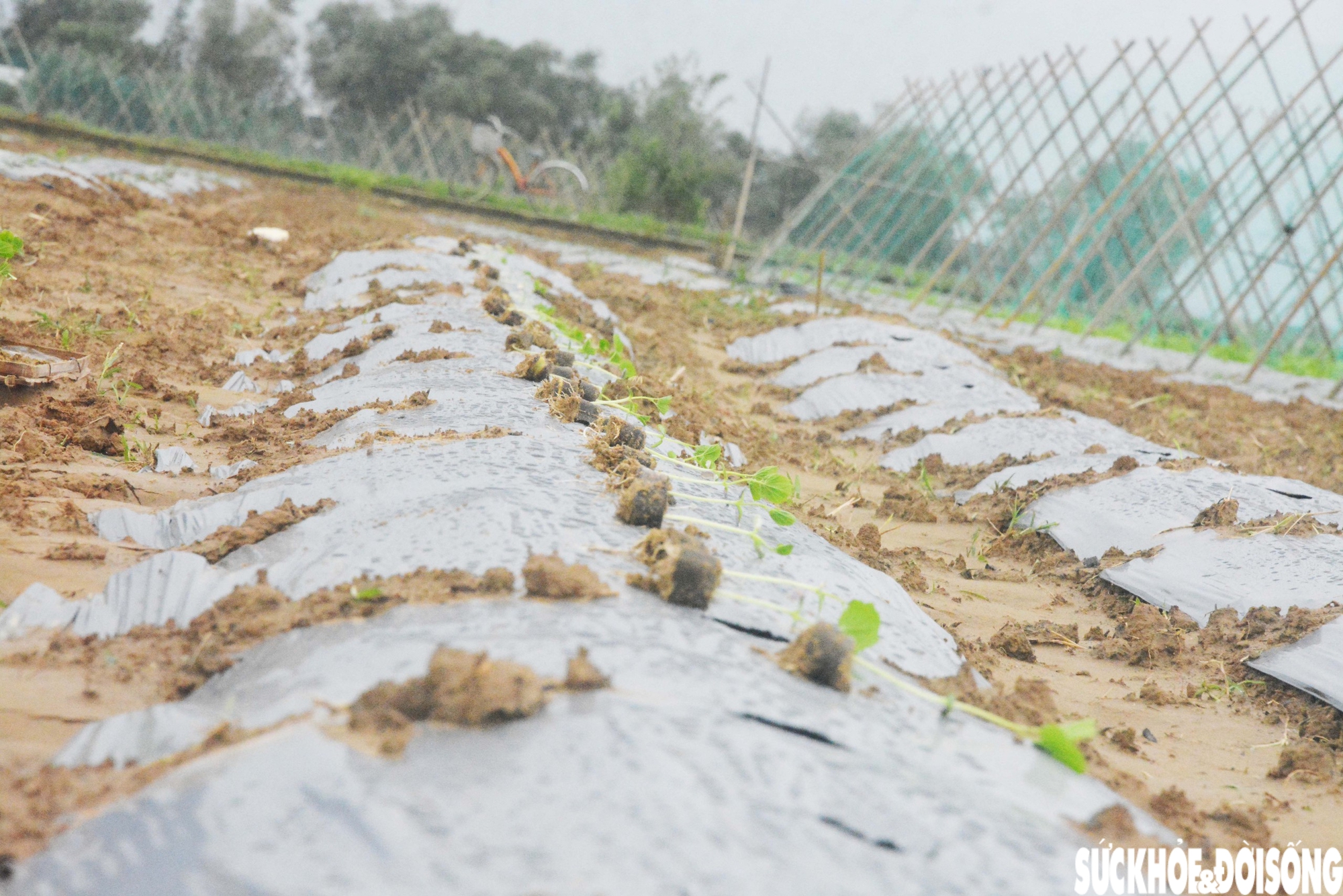 Đánh cược với thời tiết, vùng rau lớn nhất Đà Nẵng hối hả xuống giống vụ Tết- Ảnh 12.