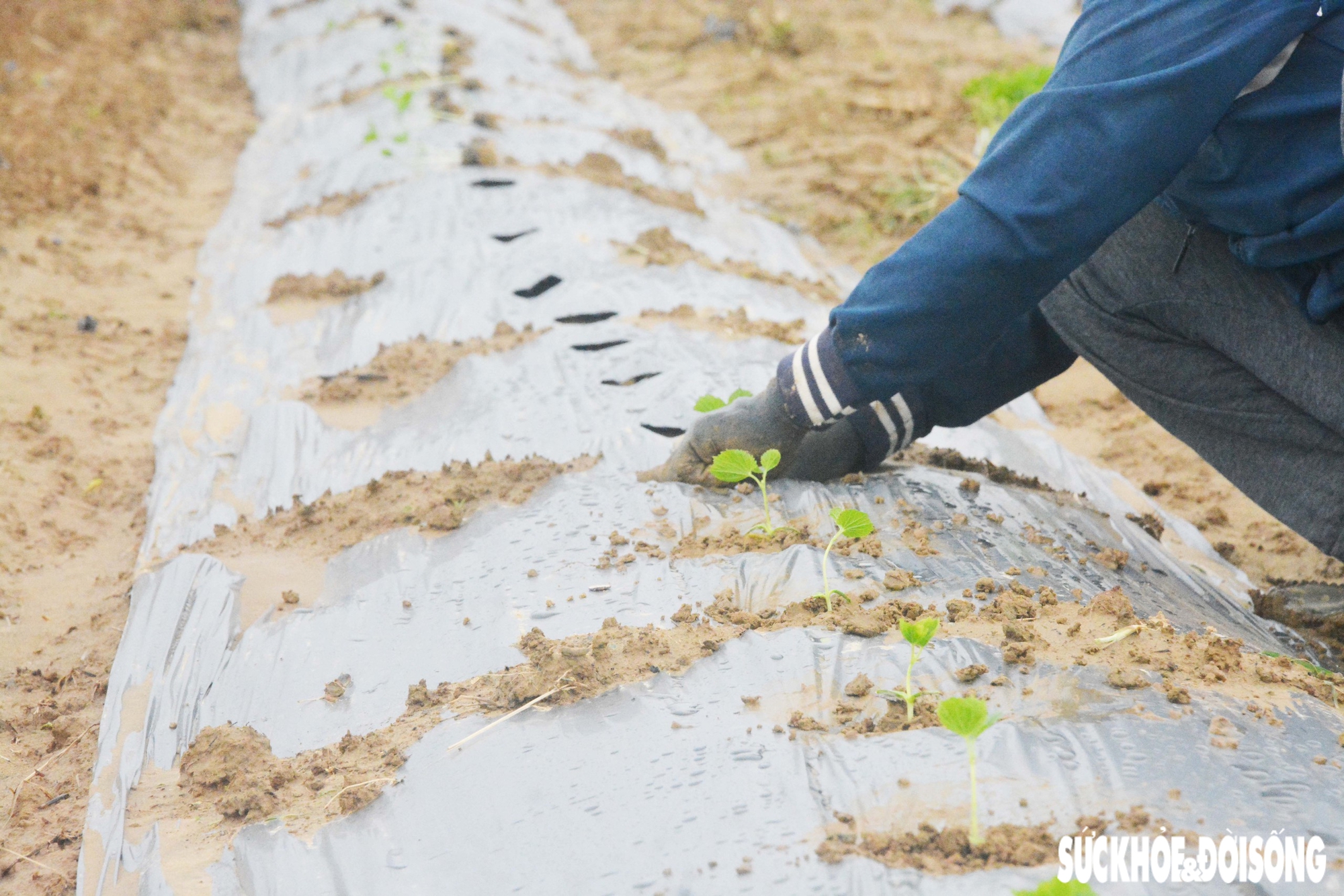 Đánh cược với thời tiết, vùng rau lớn nhất Đà Nẵng hối hả xuống giống vụ Tết- Ảnh 7.