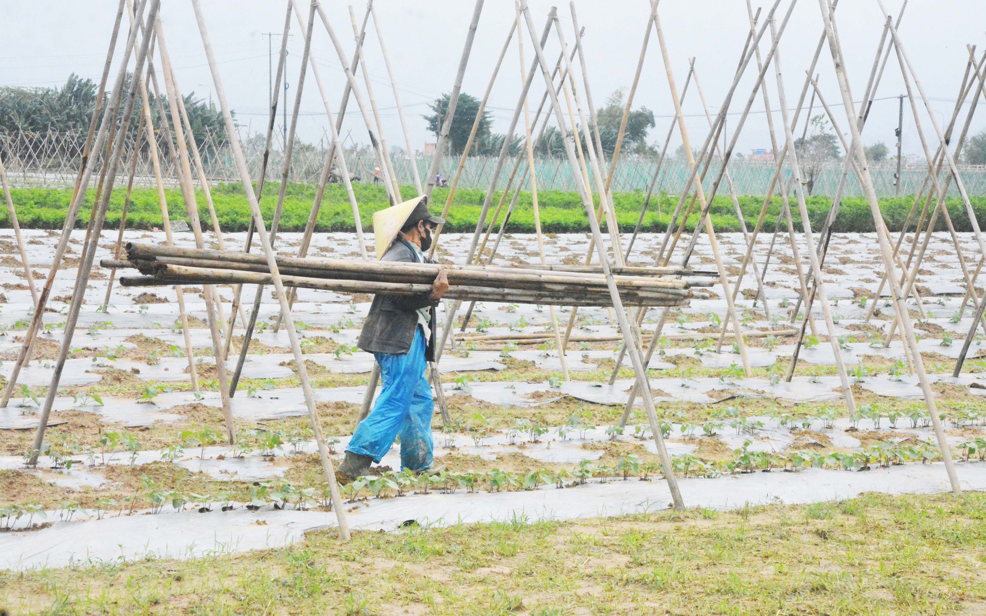 Loài rau 'sợ bẩn' sinh trưởng nhờ mạch nước của giếng cổ nghìn năm tuổi- Ảnh 9.