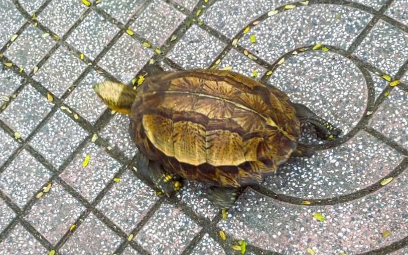 Liên tiếp phát hiện động vật quý hiếm bò vào vườn nhà dân- Ảnh 3. Liên tiếp phát hiện động vật quý hiếm bò vào vườn nhà dân- Ảnh 3.