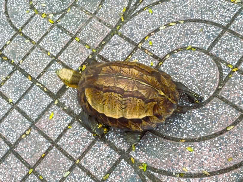 Thấy rùa hộp trán vàng quý hiếm trên đường, người dân nộp cho công an- Ảnh 2. Thấy rùa hộp trán vàng quý hiếm trên đường, người dân nộp cho công an- Ảnh 2.