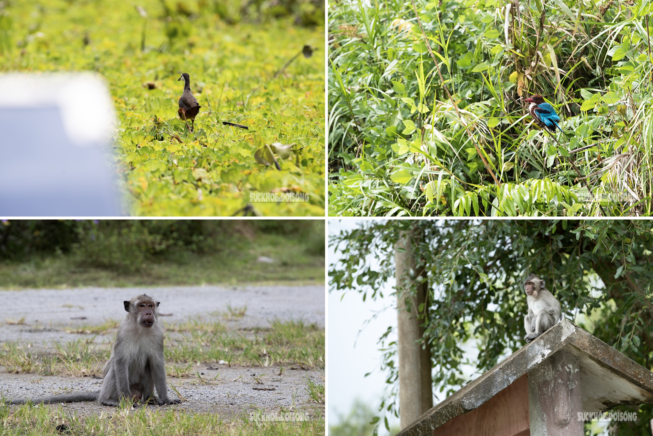 Vẻ đẹp nguyên sơ của 'ốc đảo sinh quyển' U Minh Thượng- Ảnh 5.