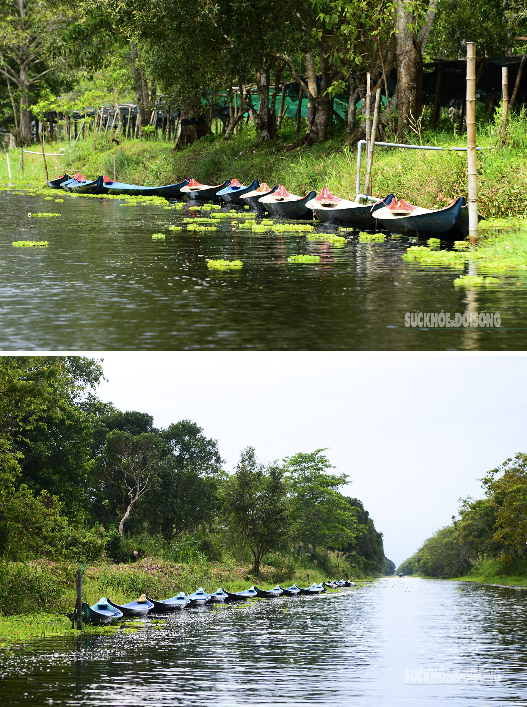 Vẻ đẹp nguyên sơ của 'ốc đảo sinh quyển' U Minh Thượng- Ảnh 7.