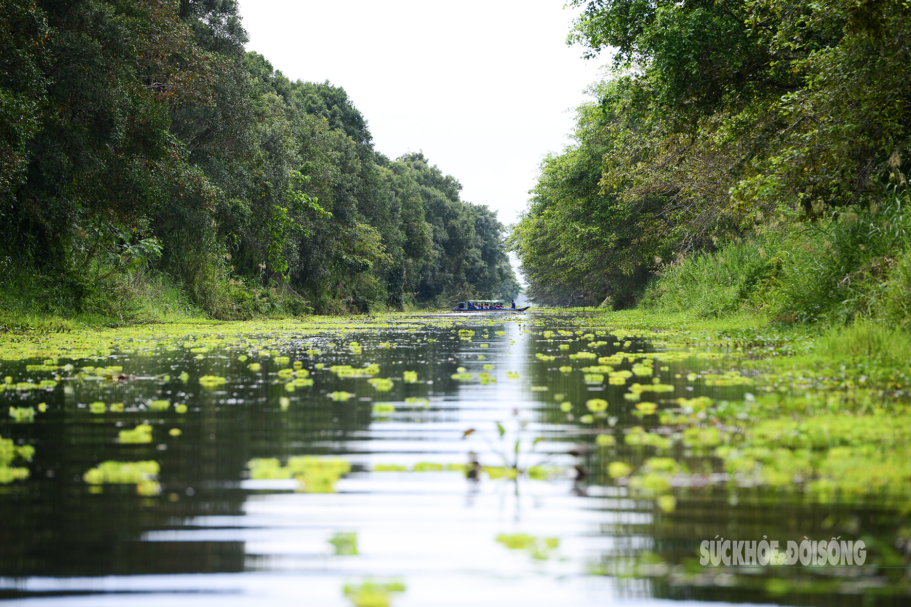 Vẻ đẹp nguyên sơ của 'ốc đảo sinh quyển' U Minh Thượng- Ảnh 8.