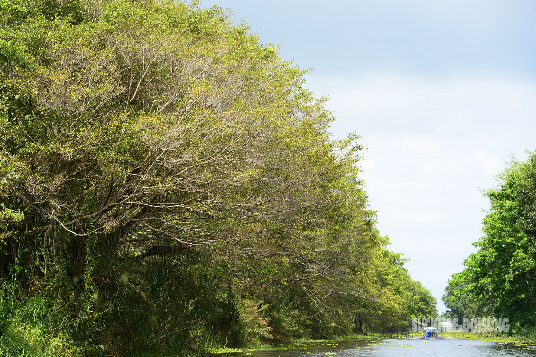 Vẻ đẹp nguyên sơ của 'ốc đảo sinh quyển' U Minh Thượng- Ảnh 10.