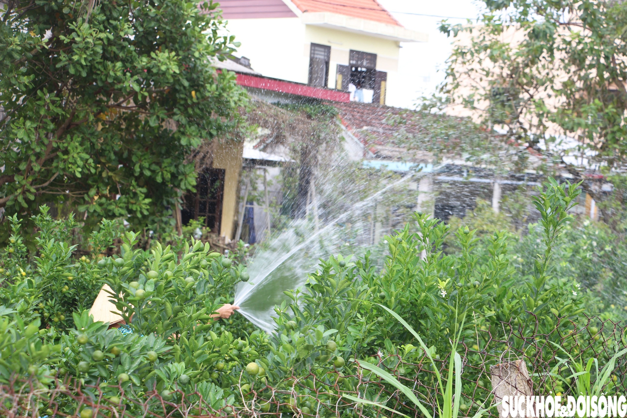 'Thủ phủ' quất cảnh miền Trung thấp thỏm mùa Tết vì dịch bệnh, thời tiết- Ảnh 1. 'Thủ phủ' quất cảnh miền Trung thấp thỏm mùa Tết vì dịch bệnh, thời tiết- Ảnh 1.