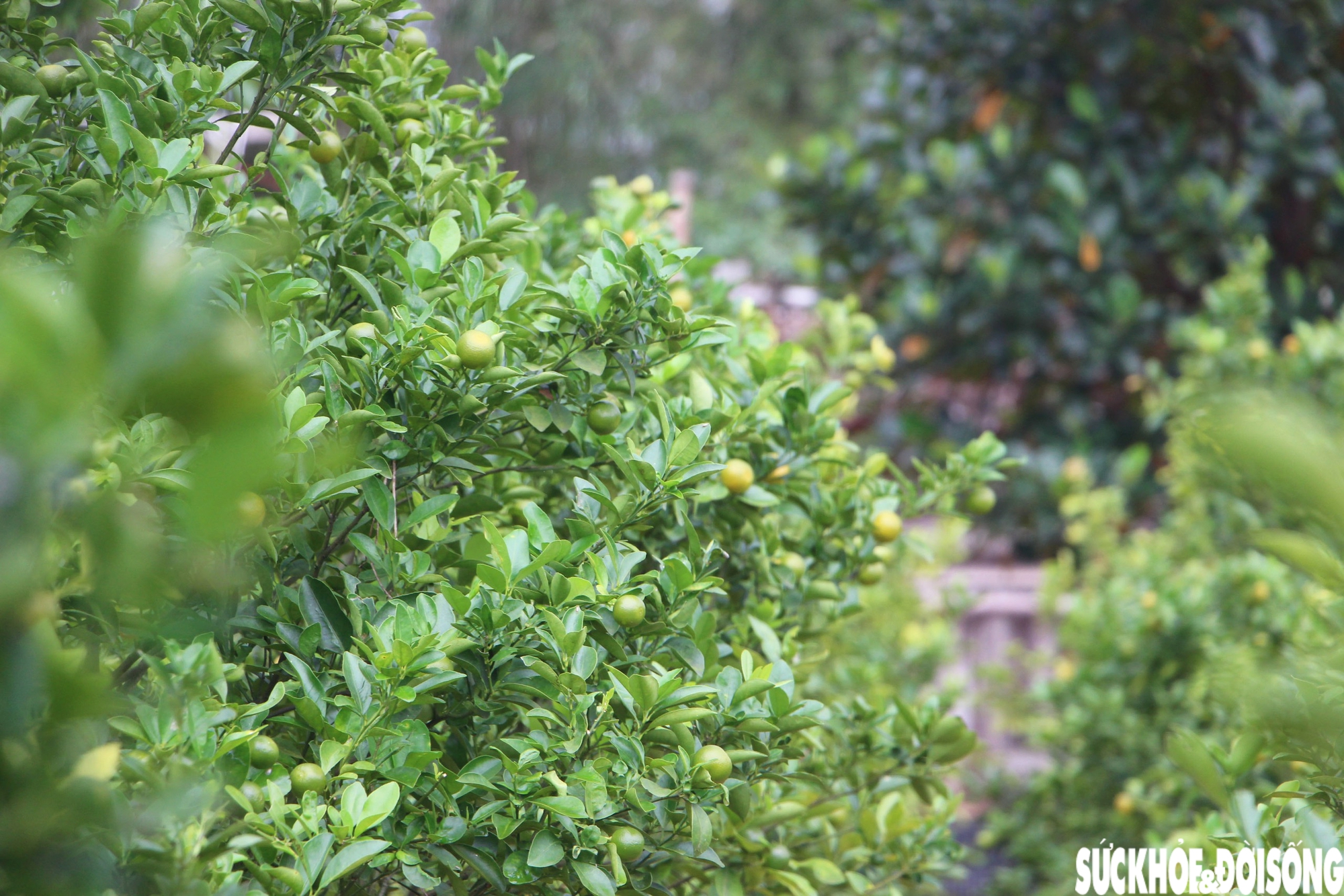 'Thủ phủ' quất cảnh miền Trung thấp thỏm mùa Tết vì dịch bệnh, thời tiết- Ảnh 3. 'Thủ phủ' quất cảnh miền Trung thấp thỏm mùa Tết vì dịch bệnh, thời tiết- Ảnh 3.