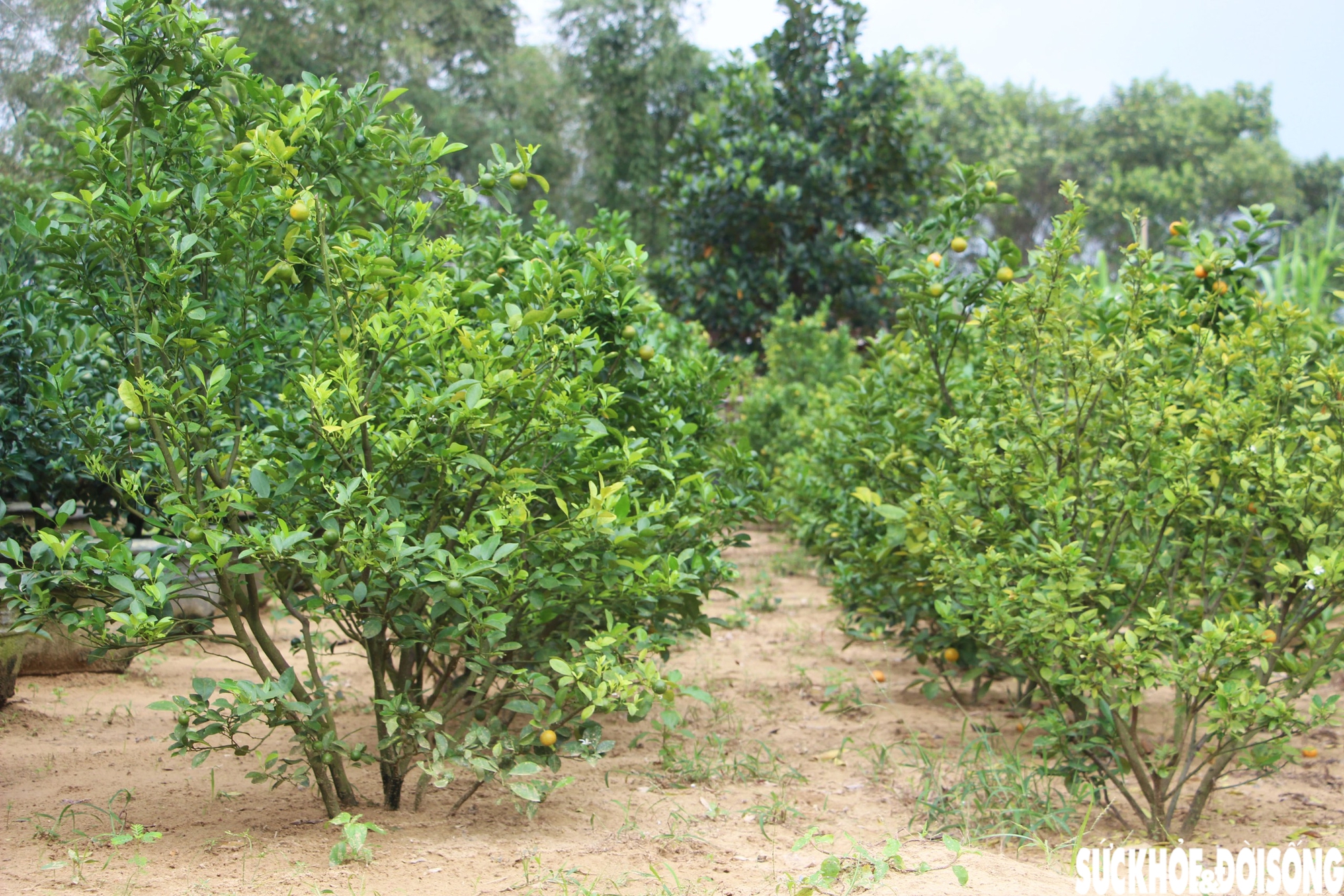 'Thủ phủ' quất cảnh miền Trung thấp thỏm mùa Tết vì dịch bệnh, thời tiết- Ảnh 4. 'Thủ phủ' quất cảnh miền Trung thấp thỏm mùa Tết vì dịch bệnh, thời tiết- Ảnh 4.