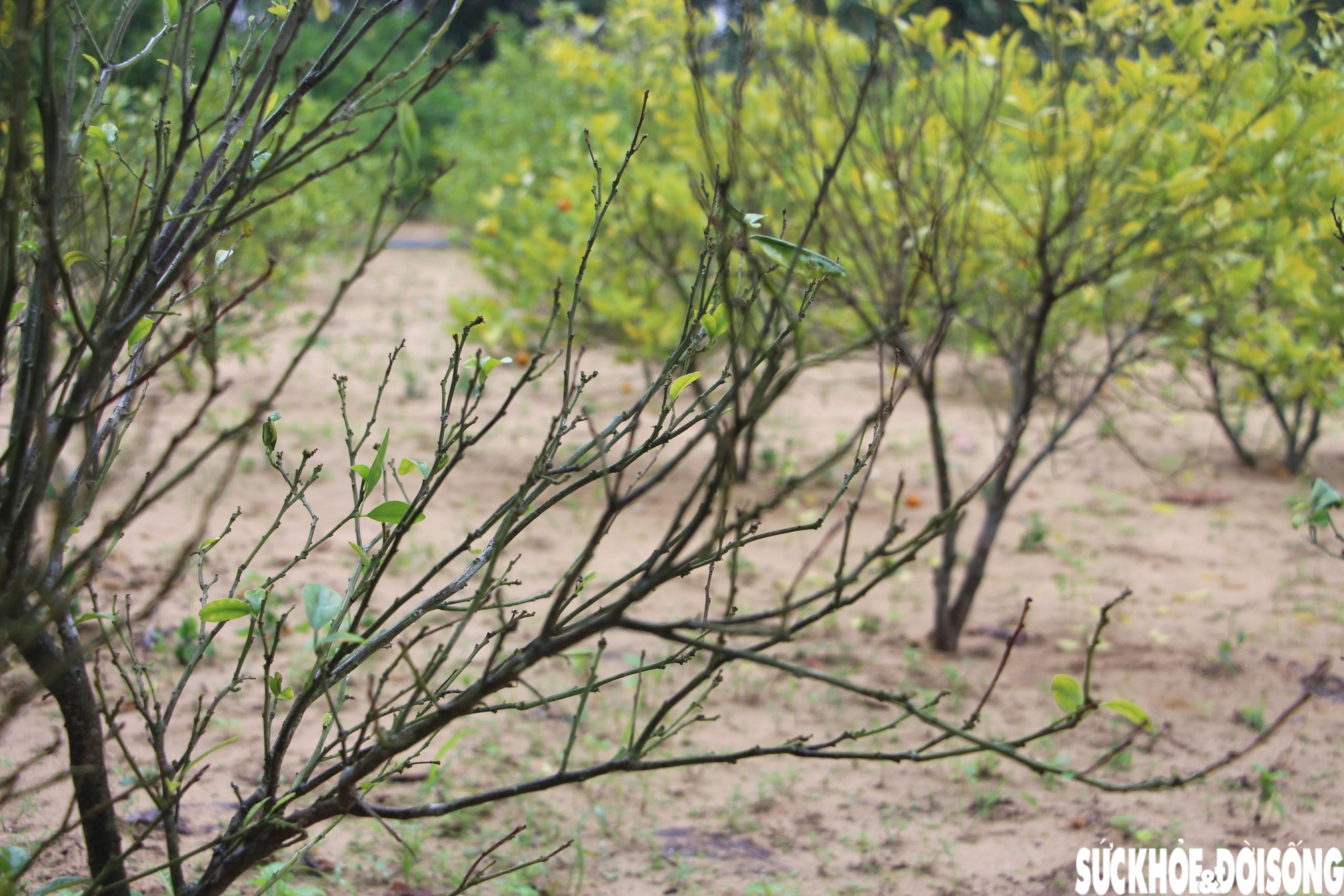 'Thủ phủ' quất cảnh miền Trung thấp thỏm mùa Tết vì dịch bệnh, thời tiết- Ảnh 8. 'Thủ phủ' quất cảnh miền Trung thấp thỏm mùa Tết vì dịch bệnh, thời tiết- Ảnh 8.