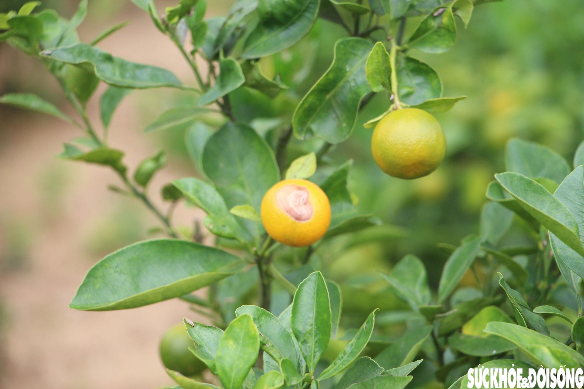 'Thủ phủ' quất cảnh miền Trung thấp thỏm mùa Tết vì dịch bệnh, thời tiết- Ảnh 9. 'Thủ phủ' quất cảnh miền Trung thấp thỏm mùa Tết vì dịch bệnh, thời tiết- Ảnh 9.