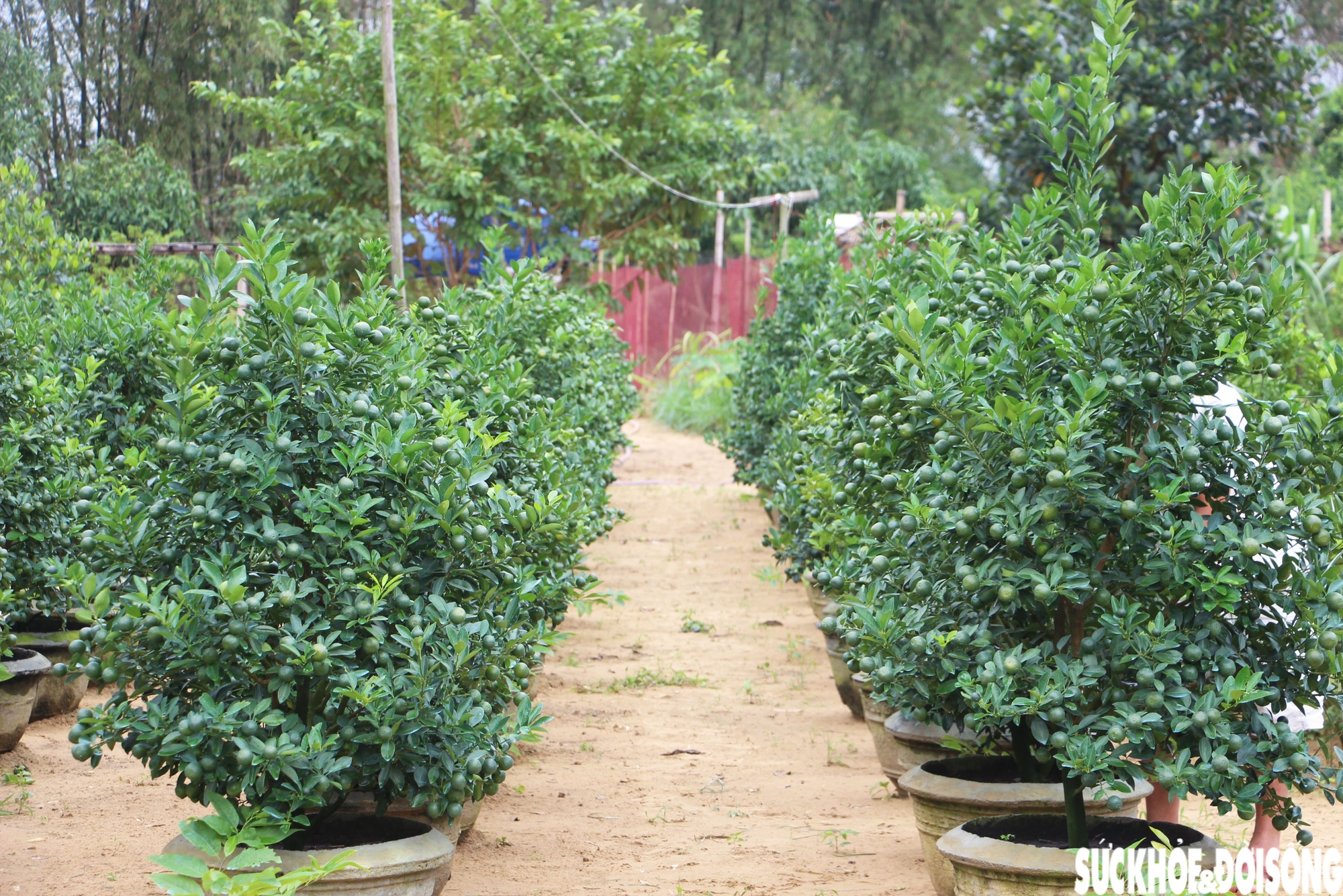 'Thủ phủ' quất cảnh miền Trung thấp thỏm mùa Tết vì dịch bệnh, thời tiết- Ảnh 10. 'Thủ phủ' quất cảnh miền Trung thấp thỏm mùa Tết vì dịch bệnh, thời tiết- Ảnh 10.