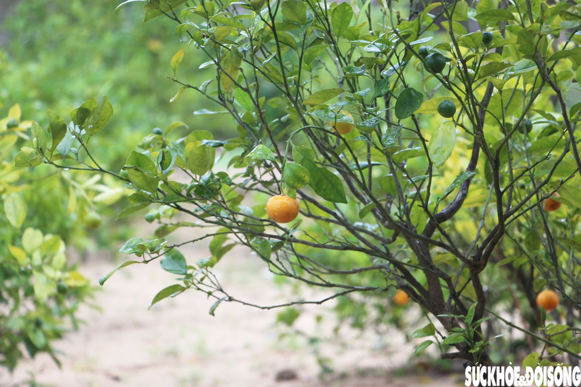'Thủ phủ' quất cảnh miền Trung thấp thỏm mùa Tết vì dịch bệnh, thời tiết- Ảnh 11. 'Thủ phủ' quất cảnh miền Trung thấp thỏm mùa Tết vì dịch bệnh, thời tiết- Ảnh 11.