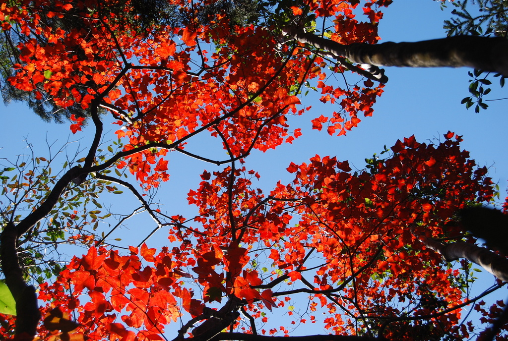 Khám phá Vườn di sản ASEAN, 'mái nhà chung' của nhiều loài động vật quý hiếm ở Huế- Ảnh 5. Khám phá Vườn di sản ASEAN, 'mái nhà chung' của nhiều loài động vật quý hiếm ở Huế- Ảnh 5.