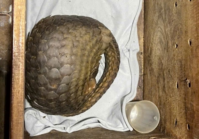 Giải cứu 12 cá thể động vật quý hiếm có nguy cơ tuyệt chủng- Ảnh 3.