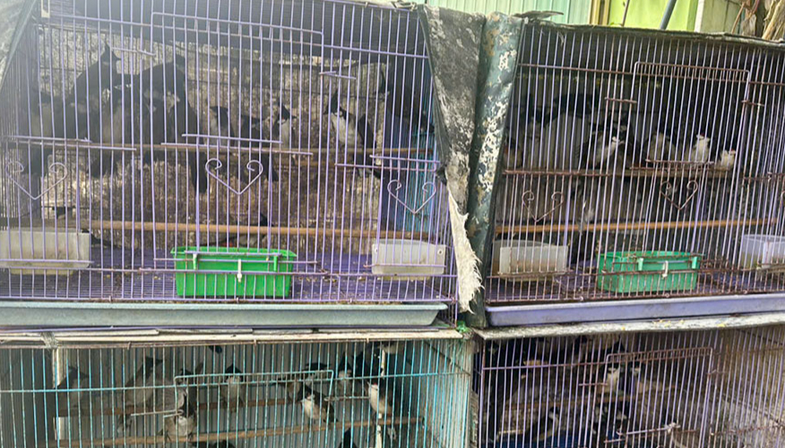 Phát hiện cửa hàng nuôi, nhốt hàng trăm cá thể động vật hoang dã trái phép- Ảnh 1. Phát hiện cửa hàng nuôi, nhốt hàng trăm cá thể động vật hoang dã trái phép- Ảnh 1.