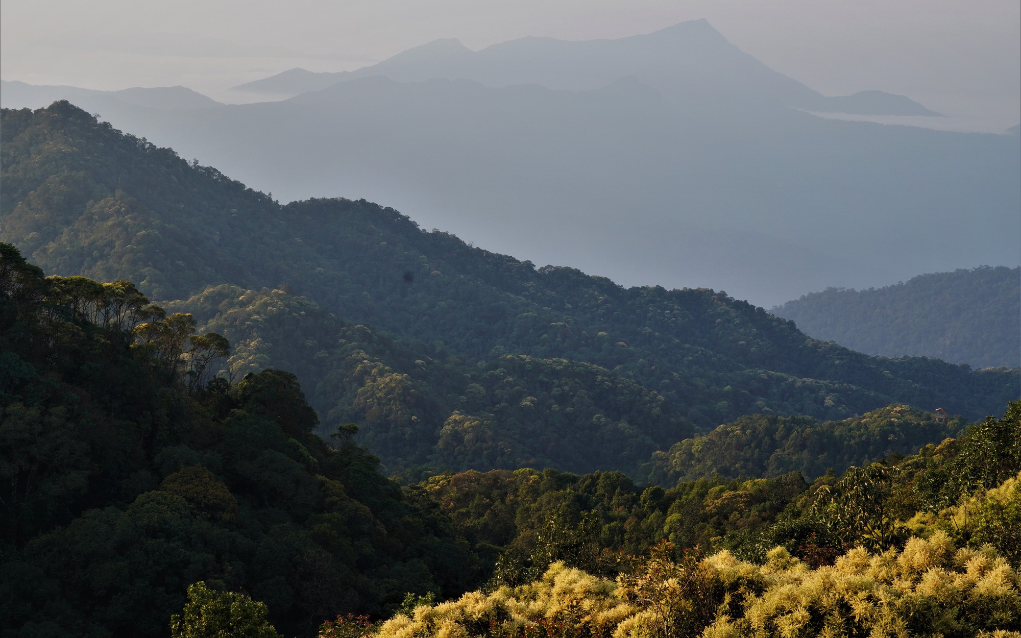 Say đắm sắc hoa mùa xuân giữa đại ngàn Bạch Mã- Ảnh 10. Say đắm sắc hoa mùa xuân giữa đại ngàn Bạch Mã- Ảnh 10.