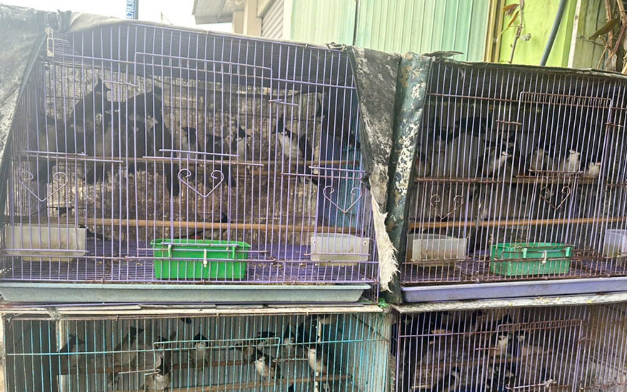 Kiểm lâm ở Huế tiếp nhận động vật quý hiếm do nhân viên điện lực cứu hộ trong đêm- Ảnh 2. Kiểm lâm ở Huế tiếp nhận động vật quý hiếm do nhân viên điện lực cứu hộ trong đêm- Ảnh 2.