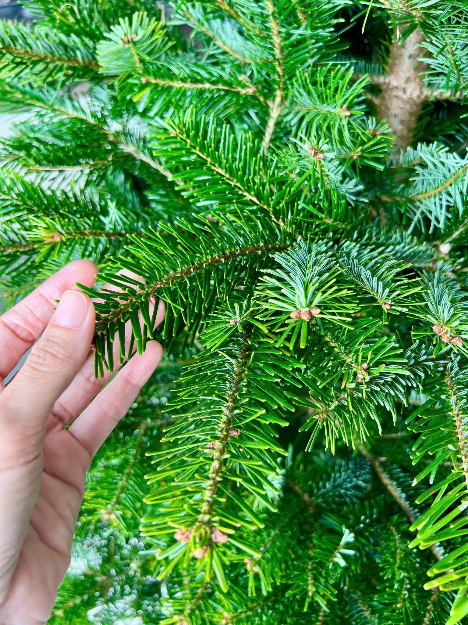 Thông tươi giá rẻ được chị em ‘săn đón’ trang trí dịp Giáng sinh 2025- Ảnh 6. Thông tươi giá rẻ được chị em ‘săn đón’ trang trí dịp Giáng sinh 2025- Ảnh 6.