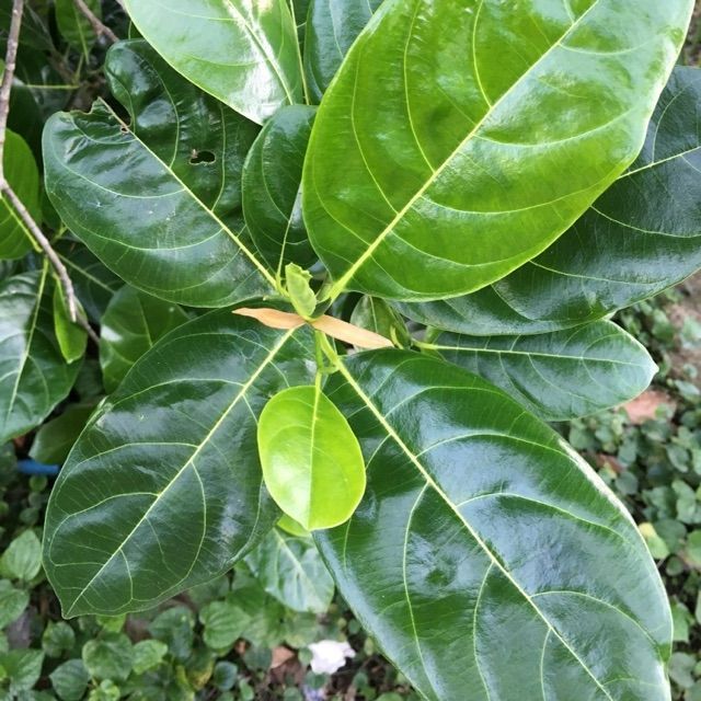 5 cách dùng lá mít chữa bệnh- Ảnh 1.