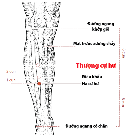 Xoa bóp bấm huyệt hỗ trợ giảm cân sau Tết- Ảnh 5.